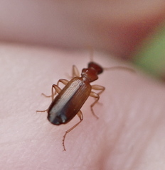 Dromiusina
