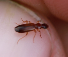 Dromiusina