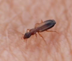 Dromiusina