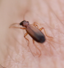 Dromiusina