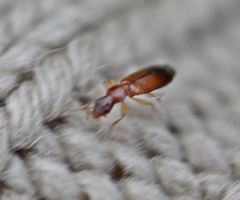 Dromiusina