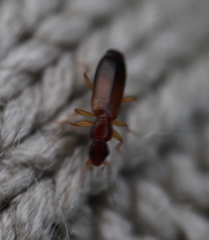 Dromiusina