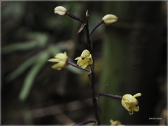 Aphyllorchis montana