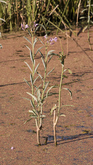 Solanum glaucophyllum