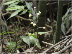 Aphyllorchis montana