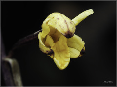Aphyllorchis montana