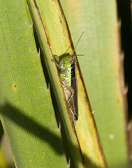 Scotussa impudica