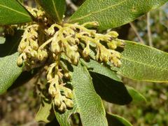 Euclea natalensis natalensis