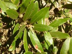 Euclea natalensis natalensis