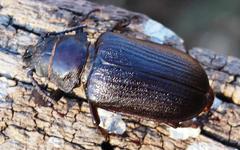 Cantharocnemis fairmairei