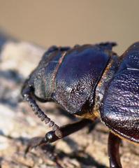 Cantharocnemis fairmairei