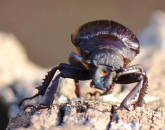 Cantharocnemis fairmairei