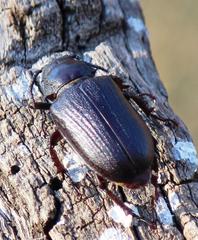 Cantharocnemis fairmairei