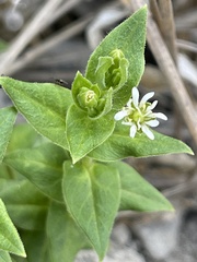 Stellaria littoralis