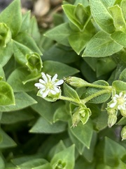 Stellaria littoralis