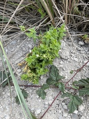 Stellaria littoralis