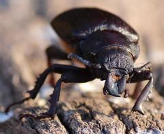 Cantharocnemis fairmairei