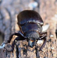 Cantharocnemis fairmairei