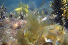 Ectocarpus siliculosus