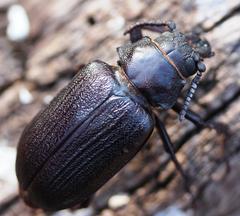 Cantharocnemis fairmairei