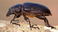 Cantharocnemis fairmairei