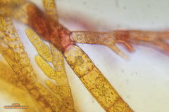 Ectocarpus siliculosus