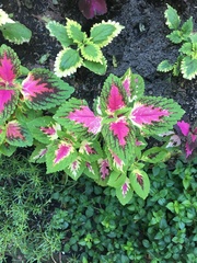 Coleus scutellarioides