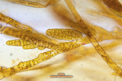 Ectocarpus siliculosus