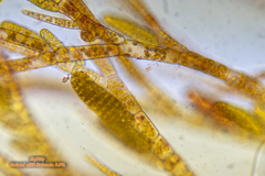 Ectocarpus siliculosus