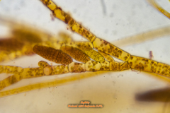 Ectocarpus siliculosus