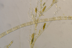 Rhizoclonium