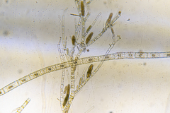 Rhizoclonium