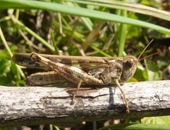 Aiolopus thalassinus corsicus