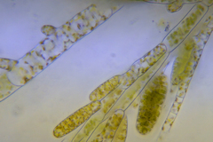 Ectocarpus siliculosus
