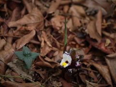 Curcuma neilgherrensis