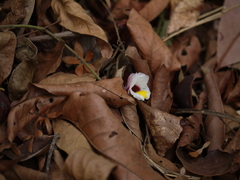 Curcuma neilgherrensis