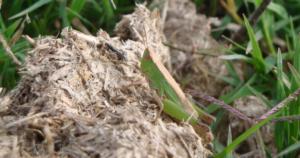 Dichromorpha australis