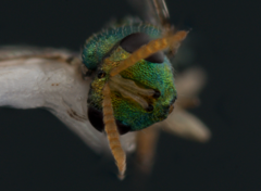 Inkaka quadridentata