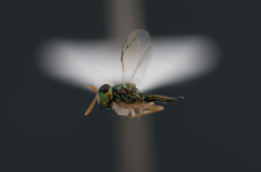 Inkaka quadridentata