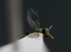 Inkaka quadridentata