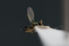 Inkaka quadridentata