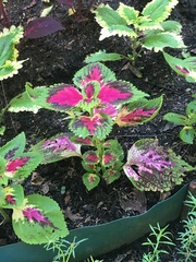 Coleus scutellarioides