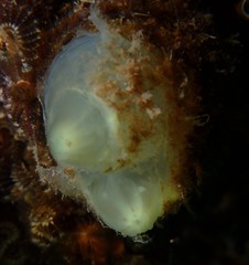 Ciona intestinalis