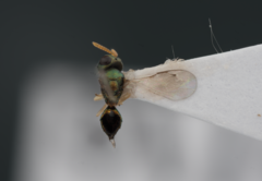 Inkaka quadridentata