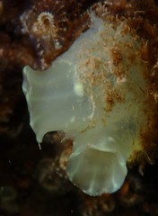Ciona intestinalis