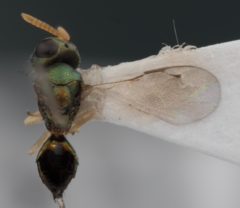 Inkaka quadridentata