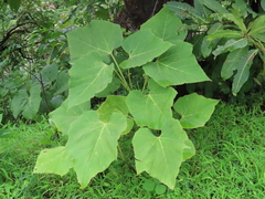 Erinocarpus nimmonii