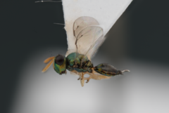 Inkaka quadridentata