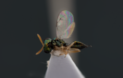 Inkaka quadridentata