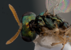 Inkaka quadridentata